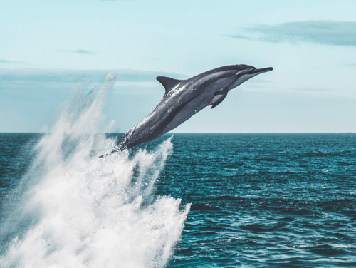 dolphin breaching