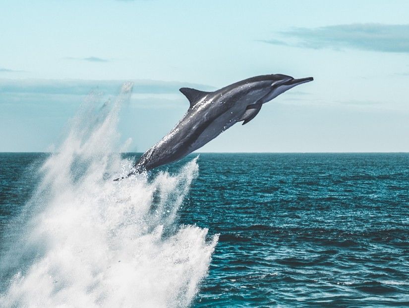 dolphin breaching