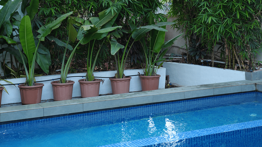 Potted plants, a hedge, and a concrete deck sit alongside a swimming pool at Bougainvillea, Alibaug