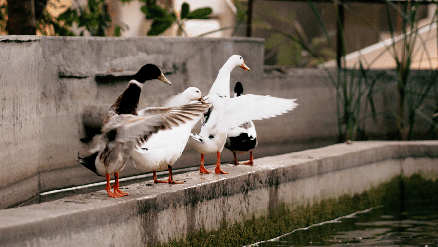 Nature-1