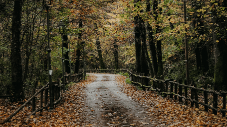 A forest pathway covered with fallen autumn leaves, lined by wooden railings and tall trees with seasonal foliage.