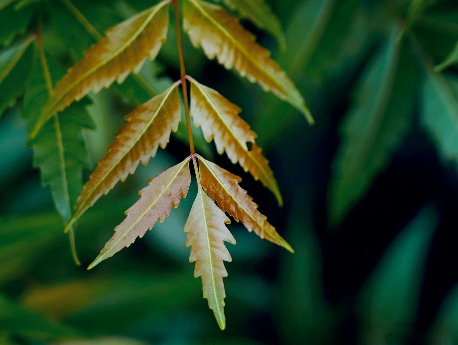 Close-up of neem leaves with a branch.