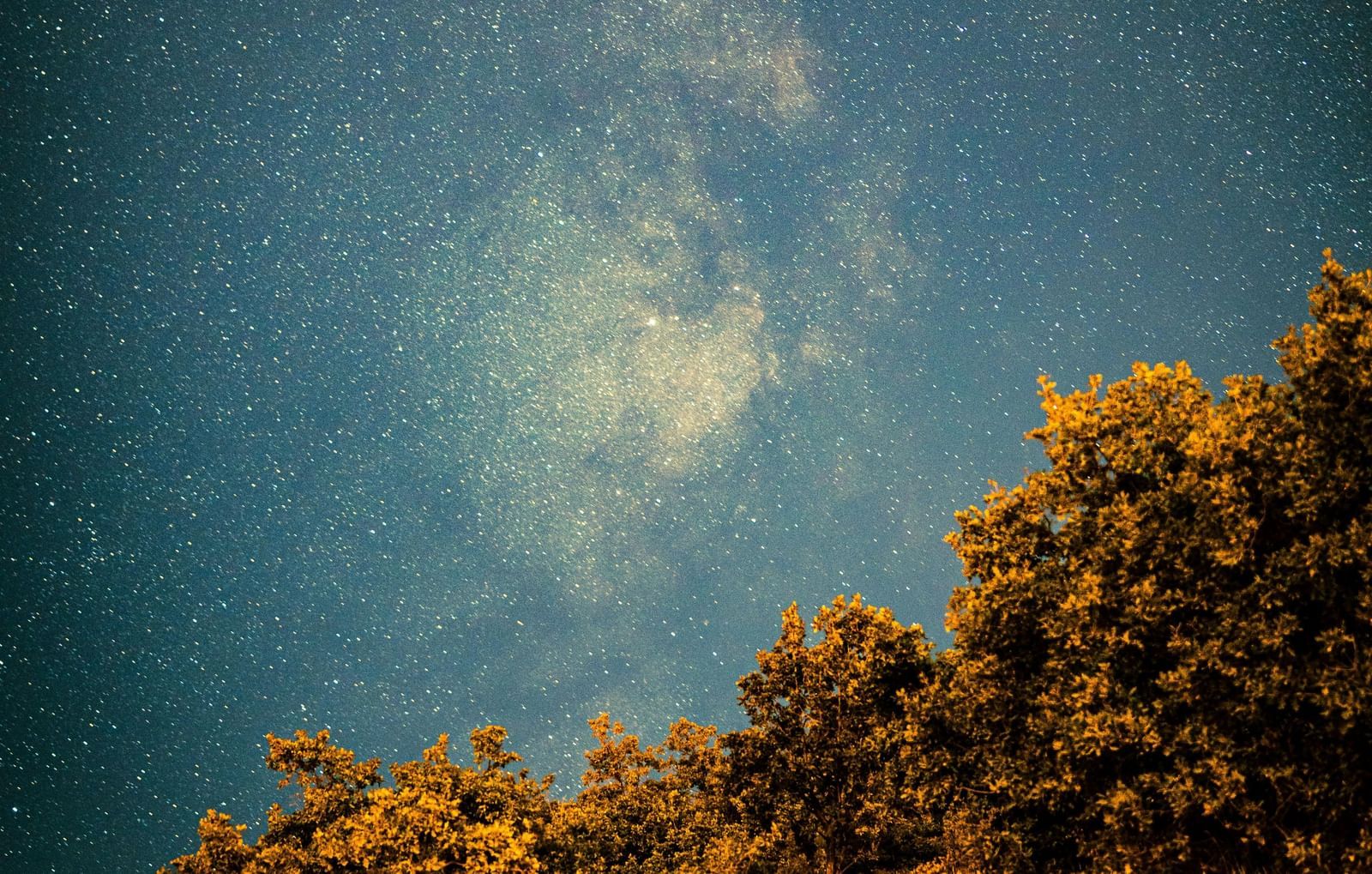A dark blue sky filled with stars and faint clouds. Golden and brown trees fill the bottom portion of the image.