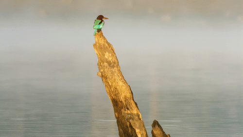a bird sitting on a wooden log in middle of a water body
