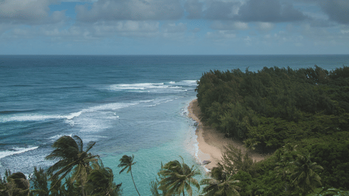A stunning beach with a cluster of palm trees