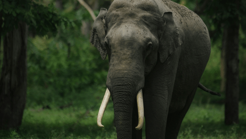 pexels-sargaraj-tr-423973759-18602648