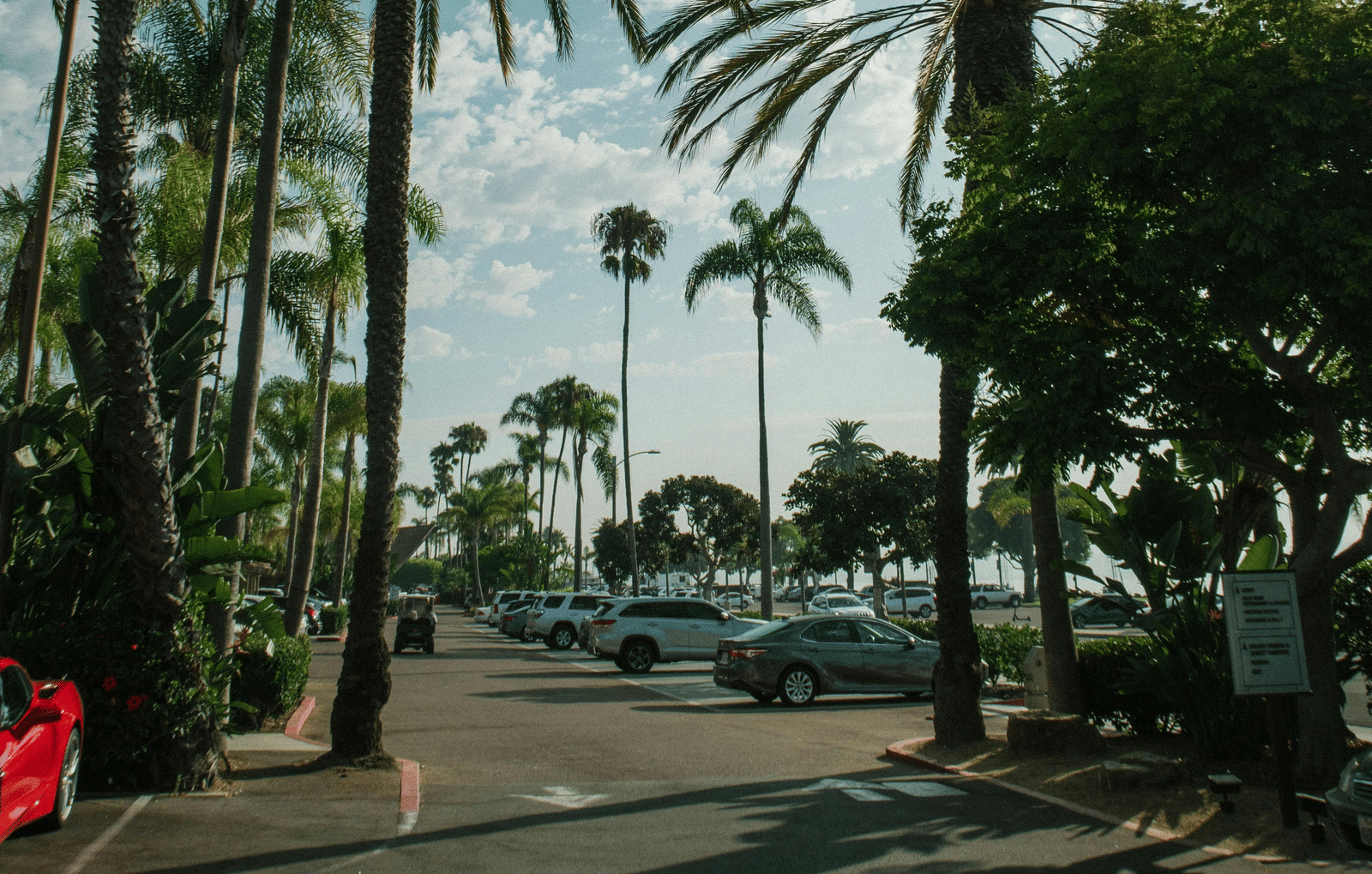 Palm trees along a paved road with a few parked scooters and overhead streetlights.