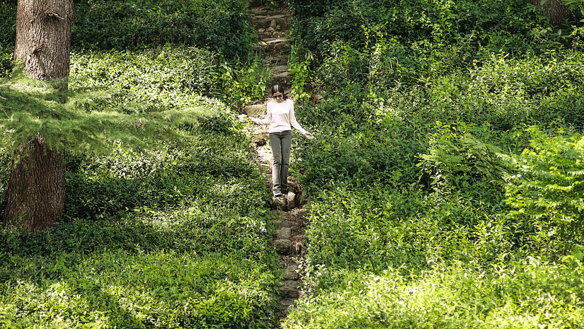 a beautiful tea garden surrounded by tall trees and a woman posing for a picture near Lamrin Norwood Green Palampur