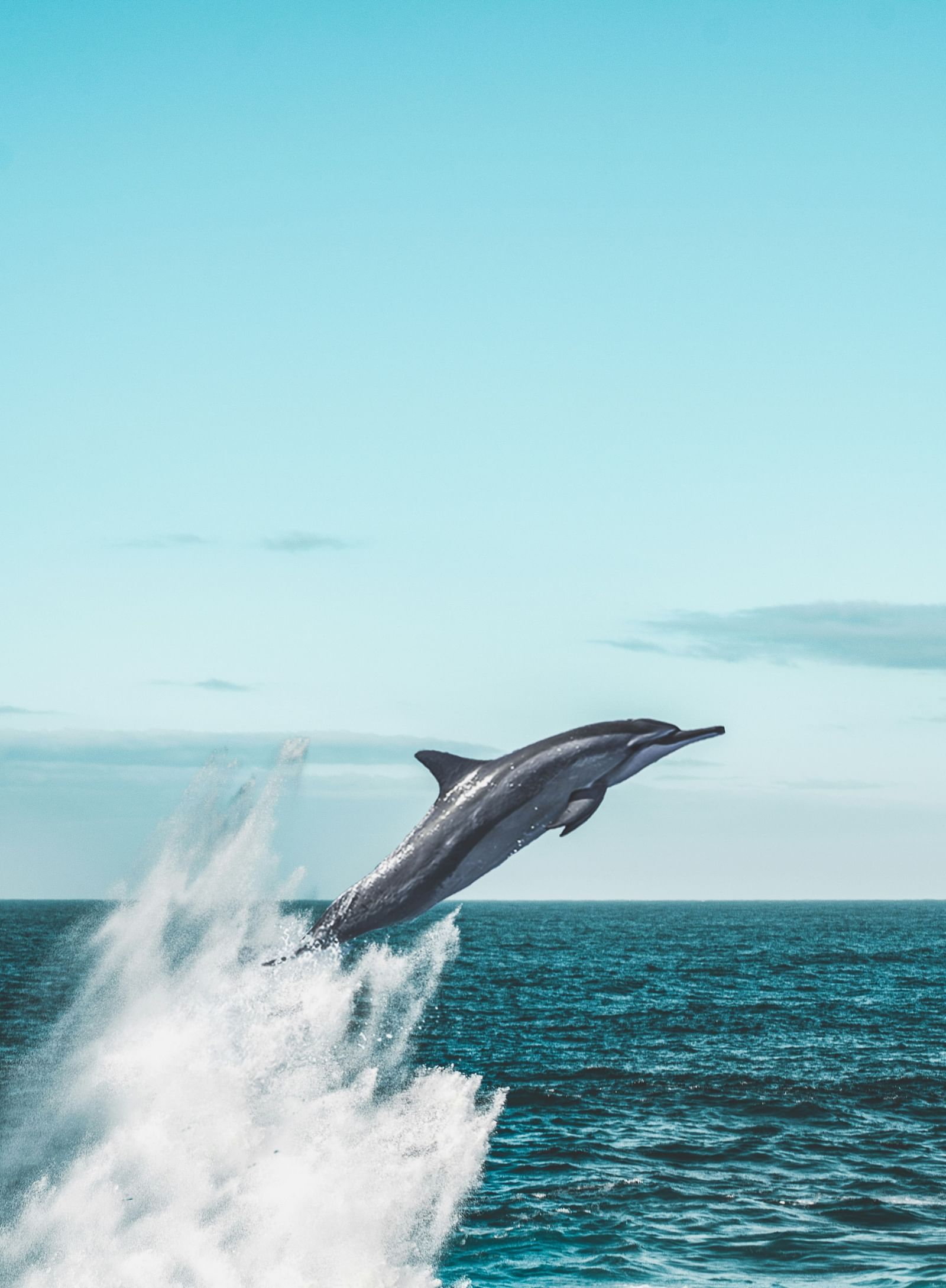 A view of a dolphin jumping from the water with residual water near its tails