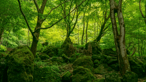 aaron-katz-NWleDEFmYDg-unsplash