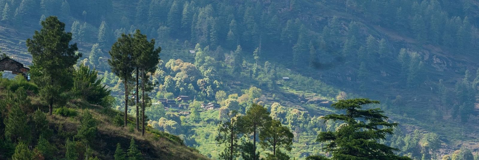 a lush green landscape in a hilly area in manali