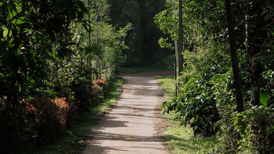 A narrow unpaved dirt path bordered by grass, dense trees, palm fronds, and foliage at Kadkani River Resort, Coorg.  