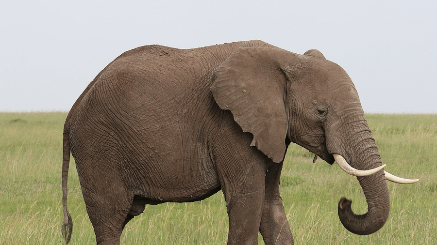 an elephant standing in a green field