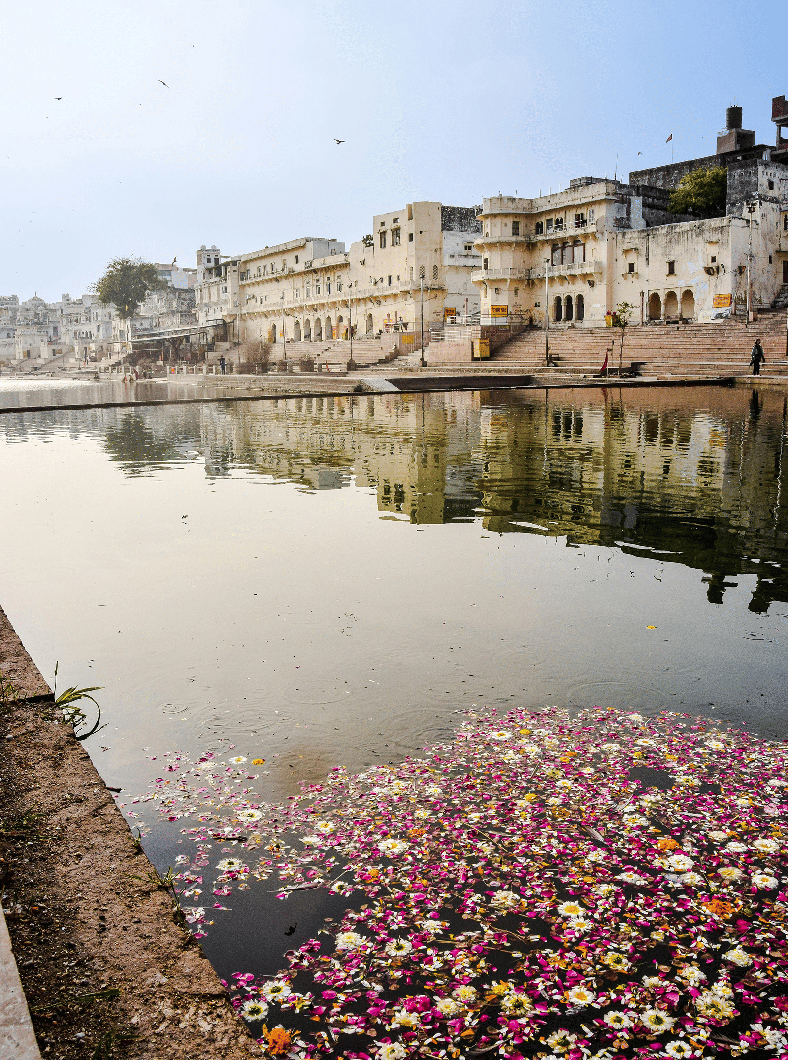 The beautiful facade of the Jagatpita Brahma Mandir reflecting on the surface of the Pushkar Lake's calm waters, with flowers floating on the surface.