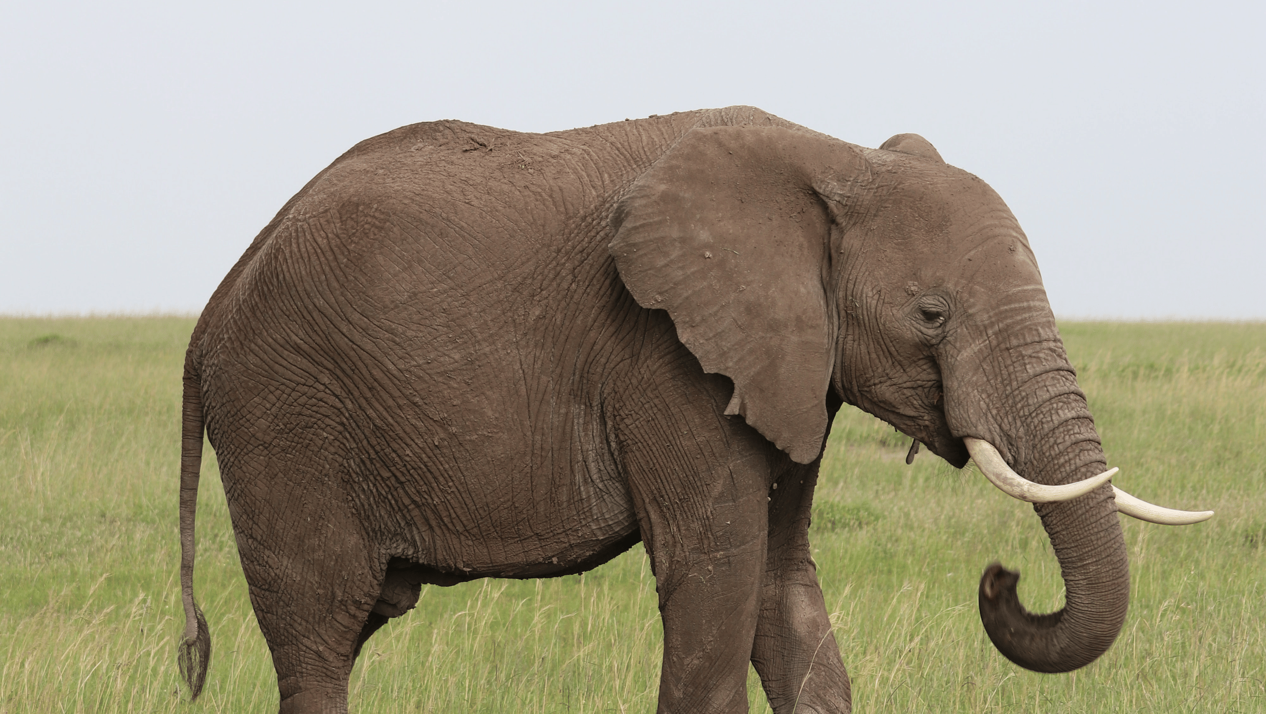 an elephant standing in a green field