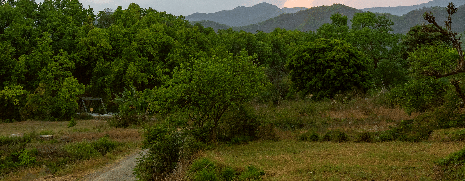 A pathway leading to the jungle at the Sylvan Retreat, Dehradun.