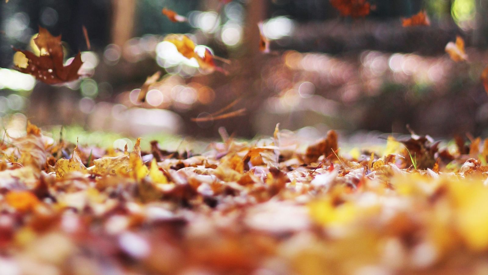 Autumn leaves scattered on the ground, creating a colourful blanket of red, orange, and yellow.
