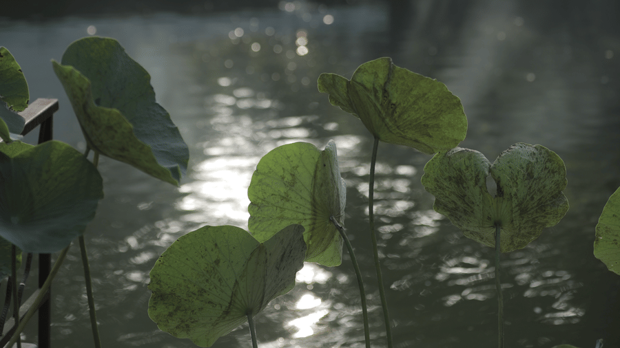 Nature-12