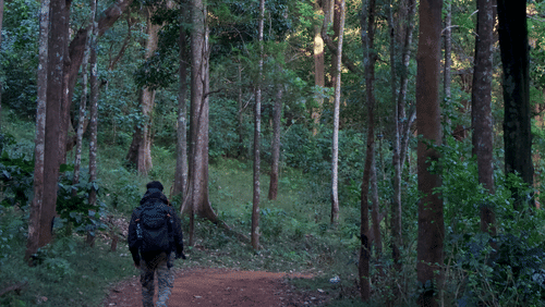 A person walking in a muddy trail with tall trees next to him in Chikmagalur