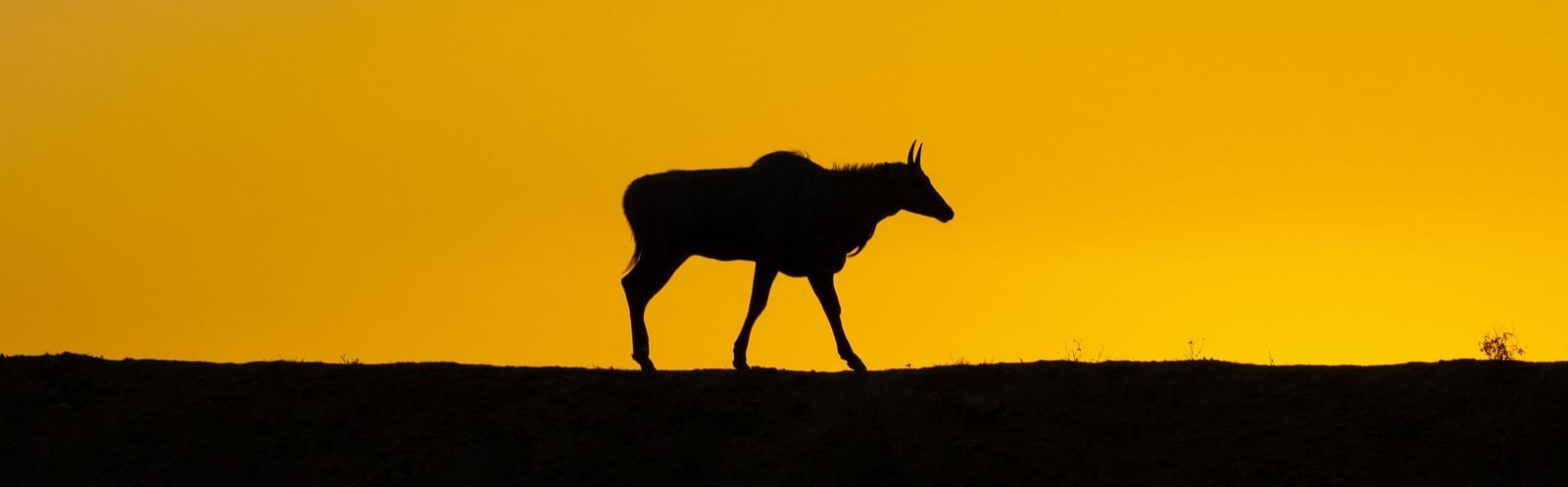 An animal walking on a road with a pretty sunset in the background - Utsav Camp