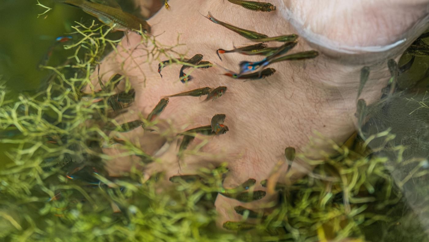 Image of human feet dipped into water full of fish