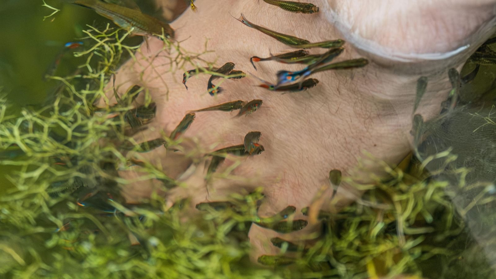 Image of human feet dipped into water full of fish