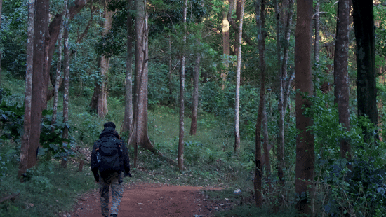 Person walking down a dirt path surrounded by tall trees in Chikmagalur forest.