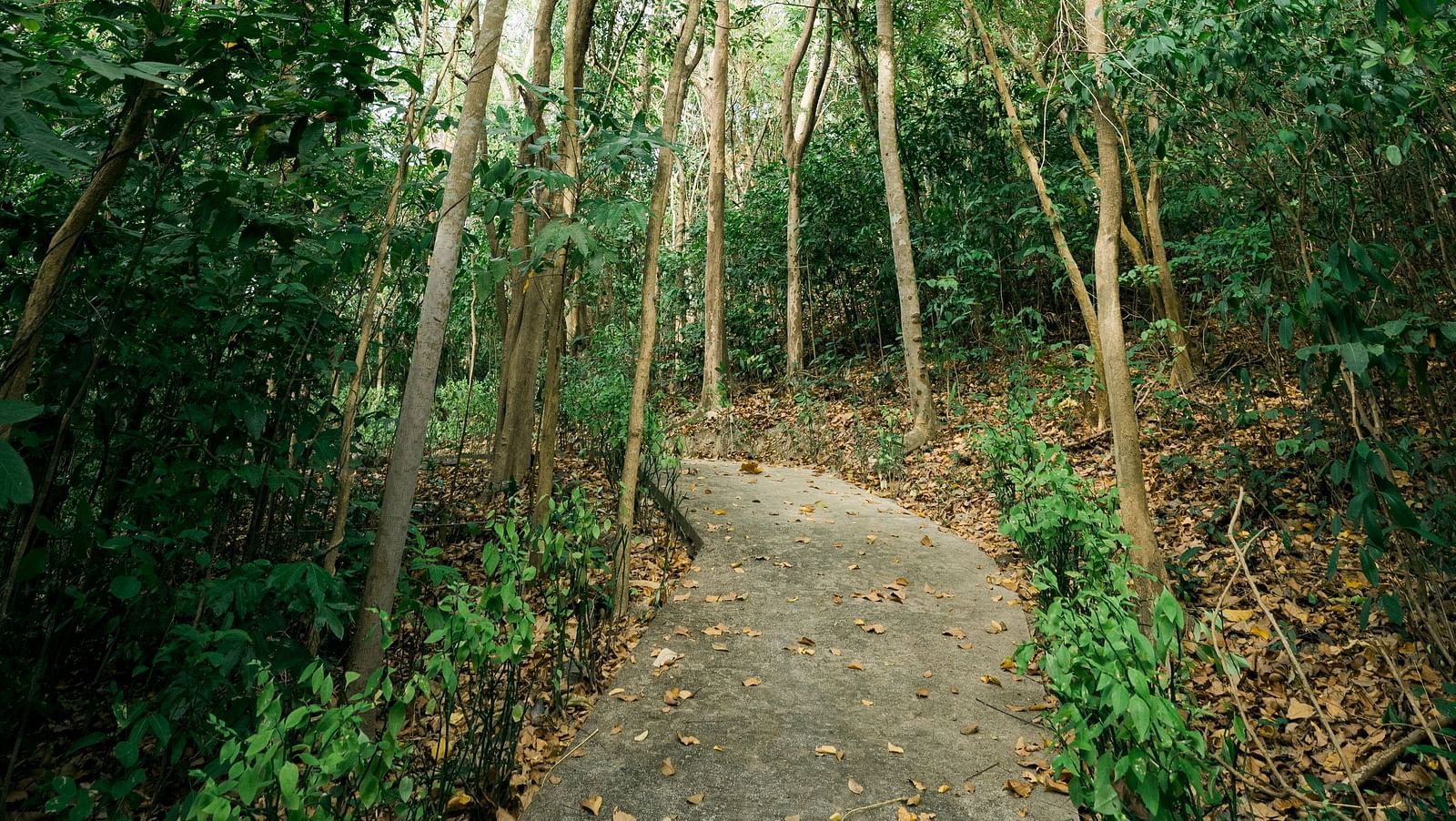 Pathway through dense forest trees at Flower Island Resort.