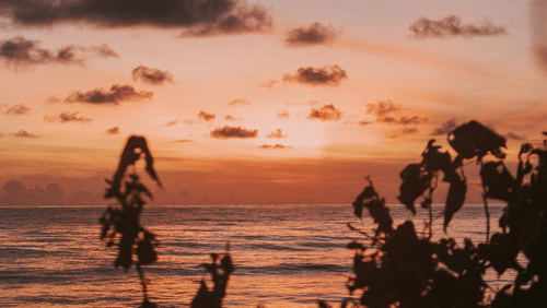 A view of the sunset at one of the beaches in Havelock Island, as seen far from the beach with leaves in the foreground.