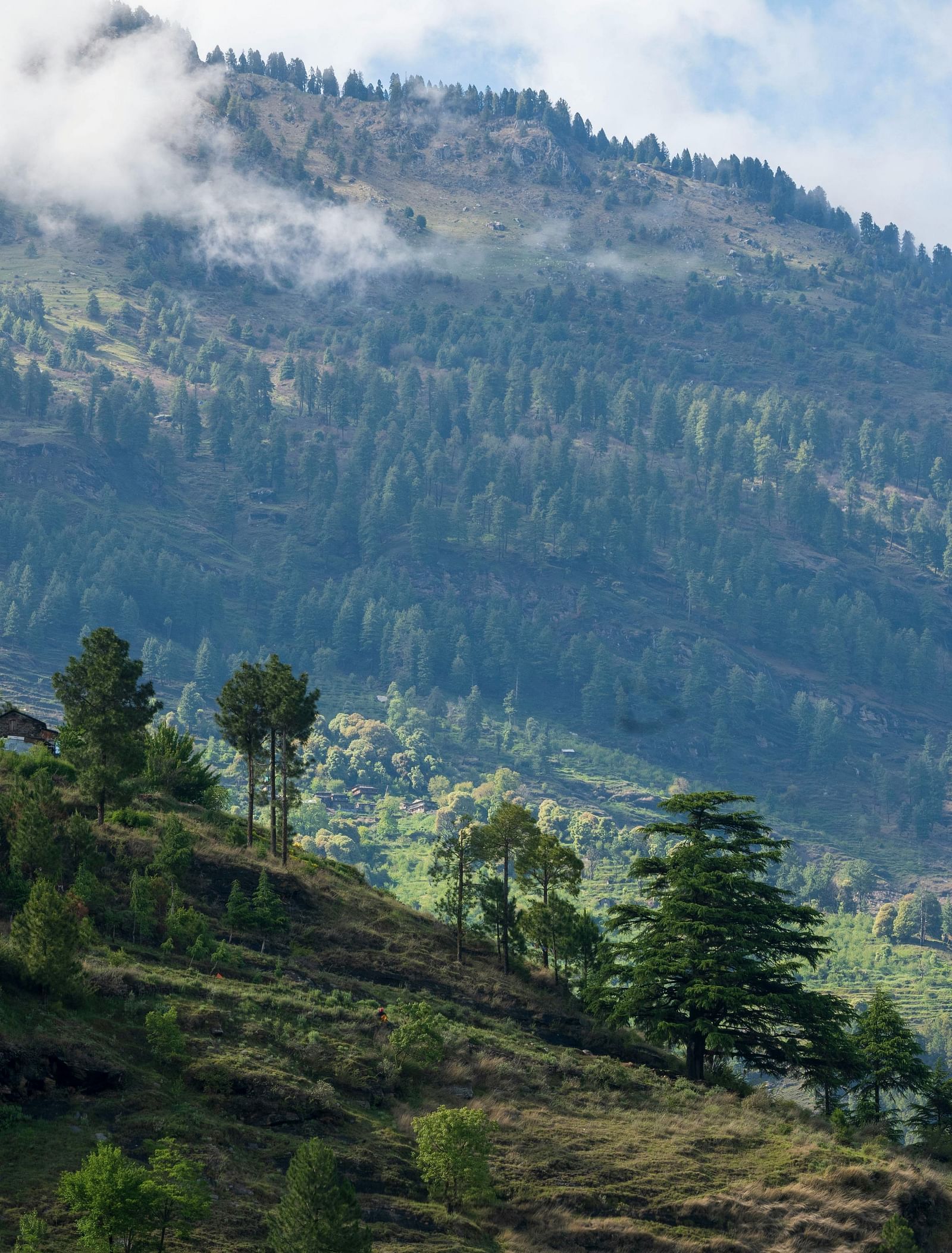 a lush green landscape in a hilly area in manali