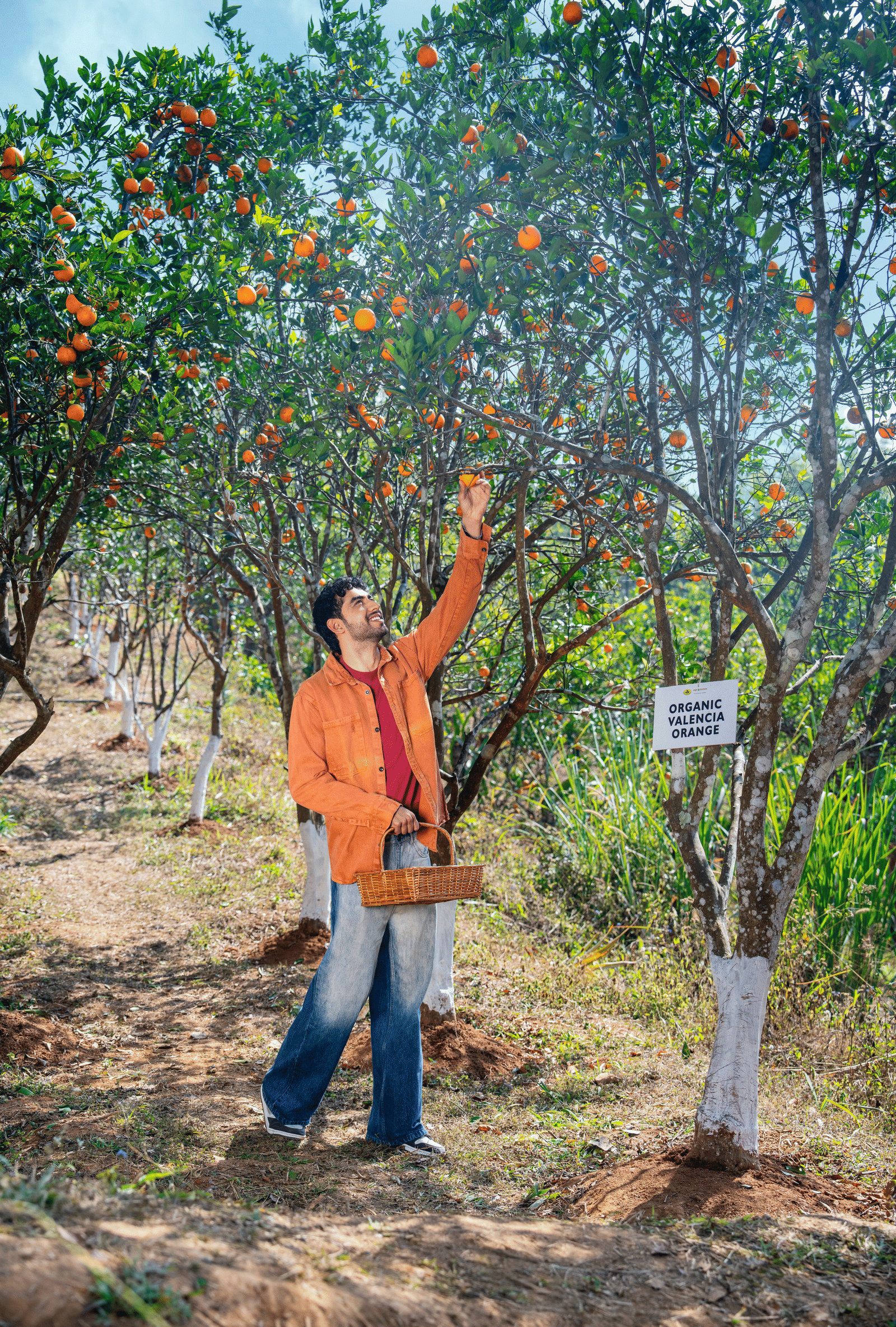 orange plucking