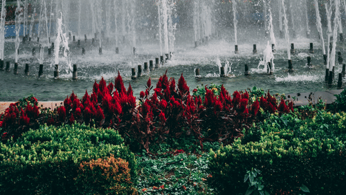 Decorative fountain surrounded by landscaped gardens and flowering plants.
