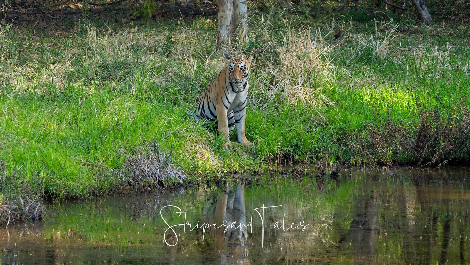 A Bengal tiger near a pond at Trees N Tigers, Tadoba.