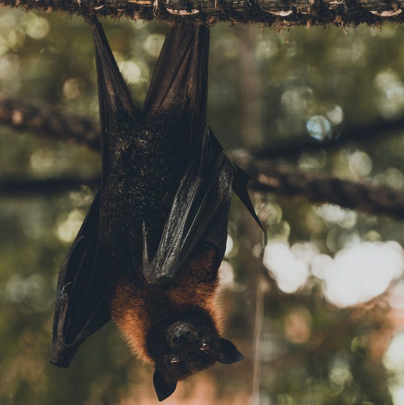 A bat hanging upside down from a tree branch in a forested area.