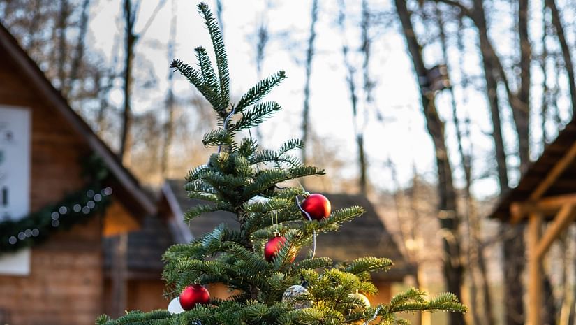 a small christmas tree growing from a cut down christmas tree that is decorated