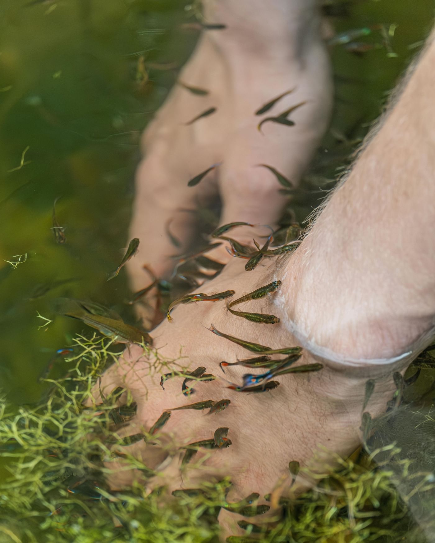 Image of human feet dipped into water full of fish