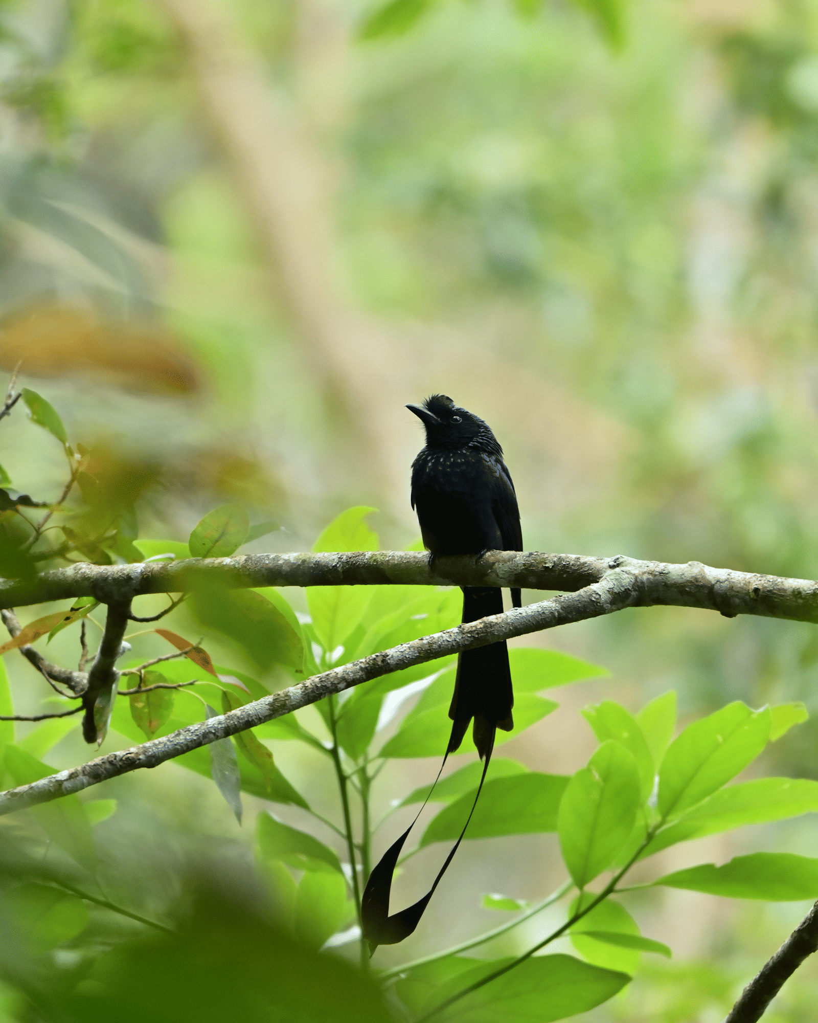 Lesser Racket-tailed Drongo: Elegance with an Edge| Earthitects