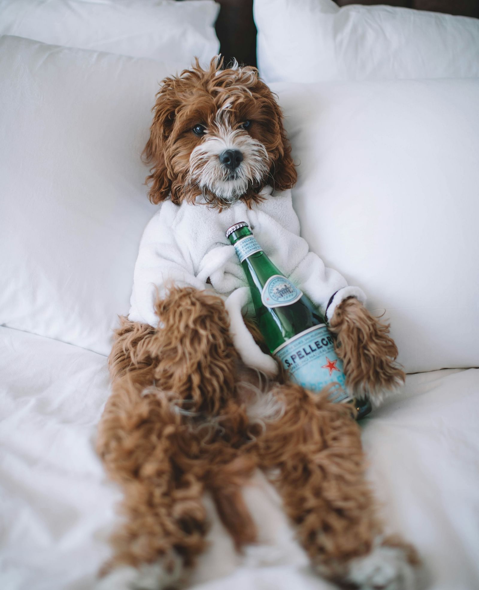 A dog lying in a bed with a bottle placed beside it.