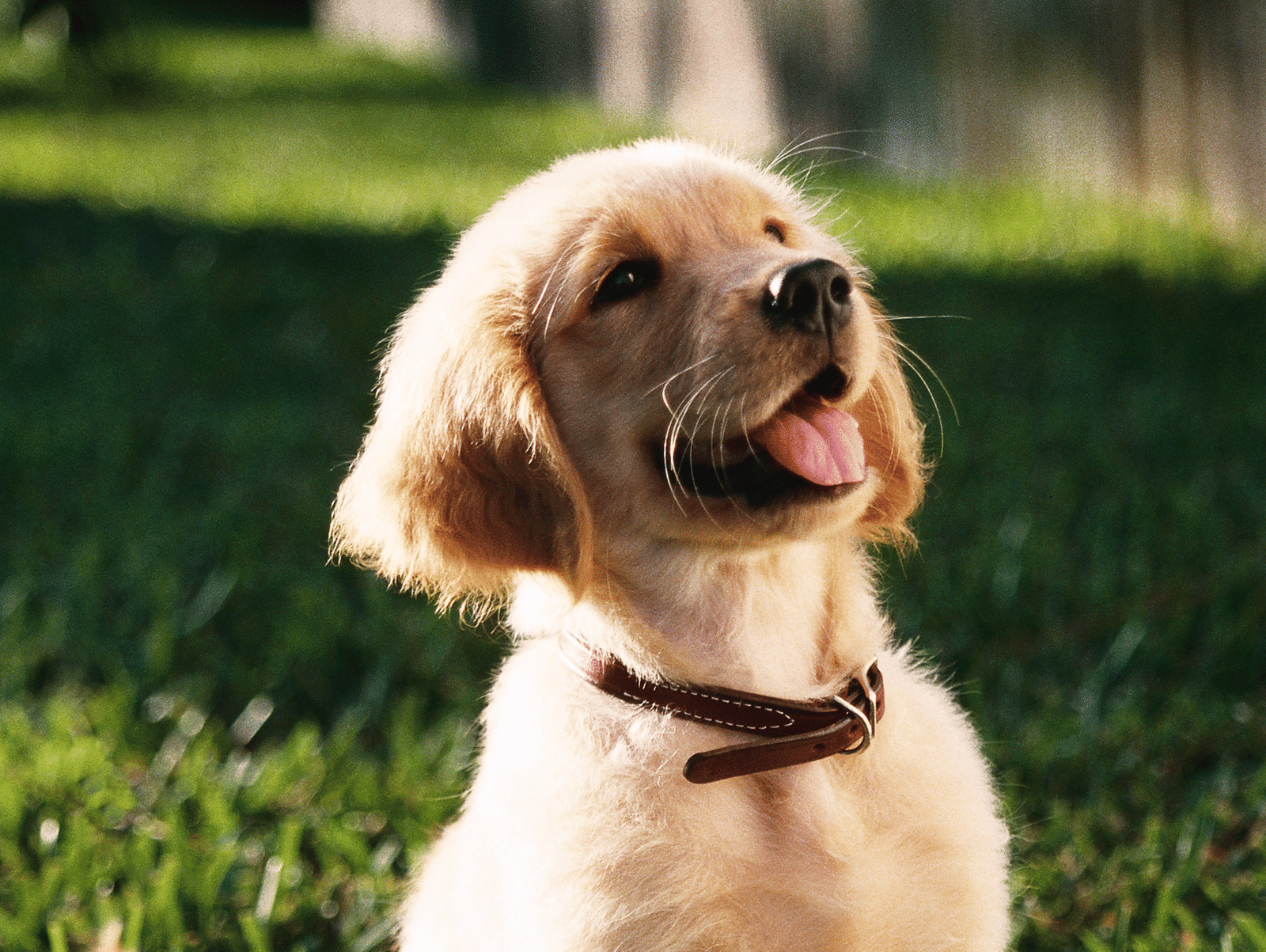 A Golden Retriever puppy sitting on a green lawn with a black belt on the neck.