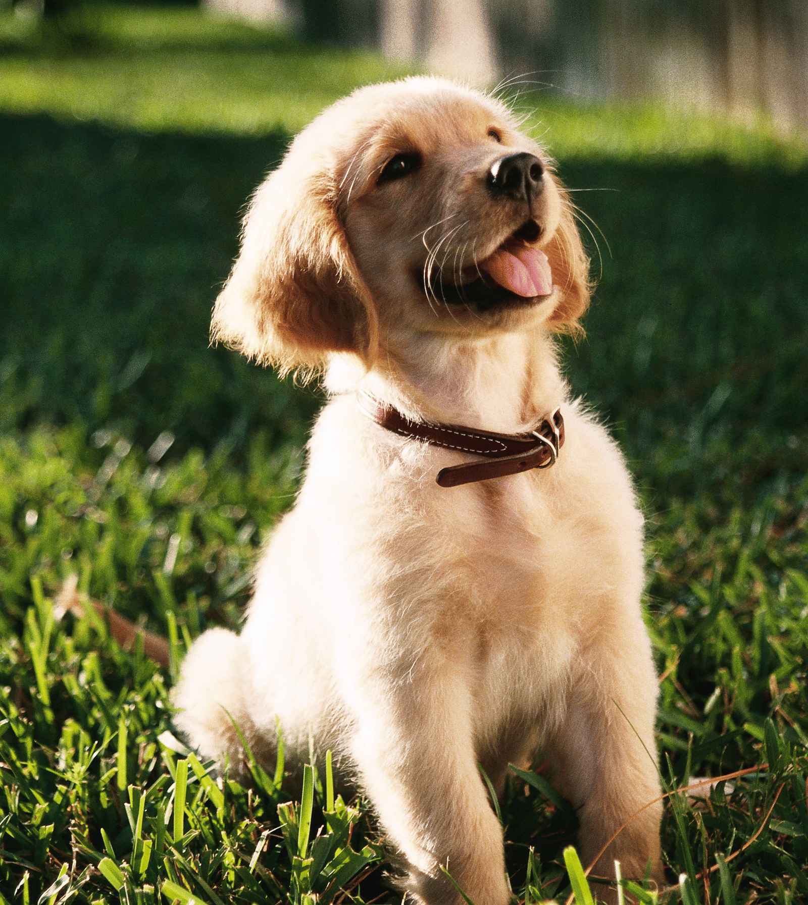 A Golden Retriever puppy sitting on a green lawn with a black belt on the neck.