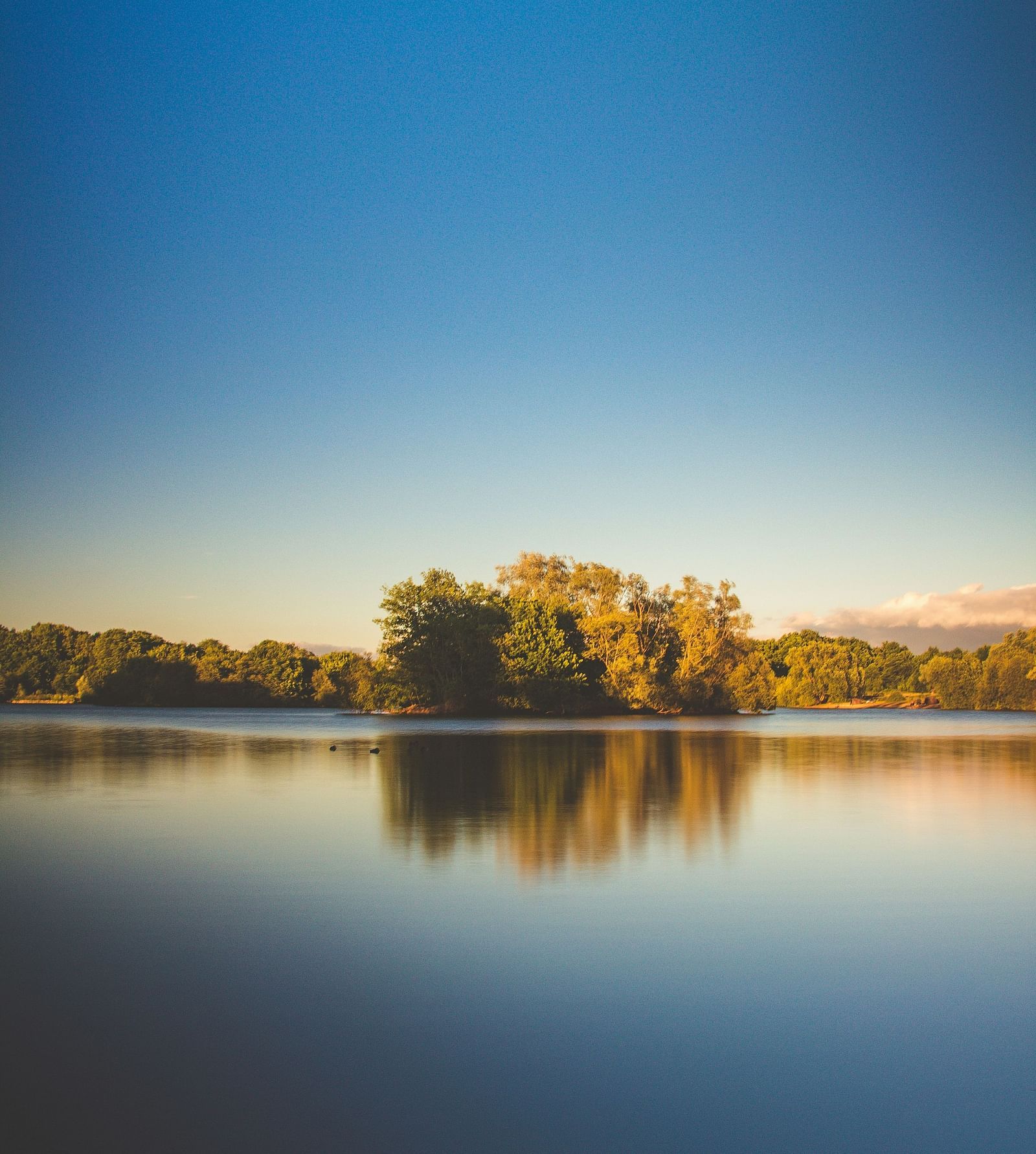 An overview of a lake with trees growing on the lake in the distance.