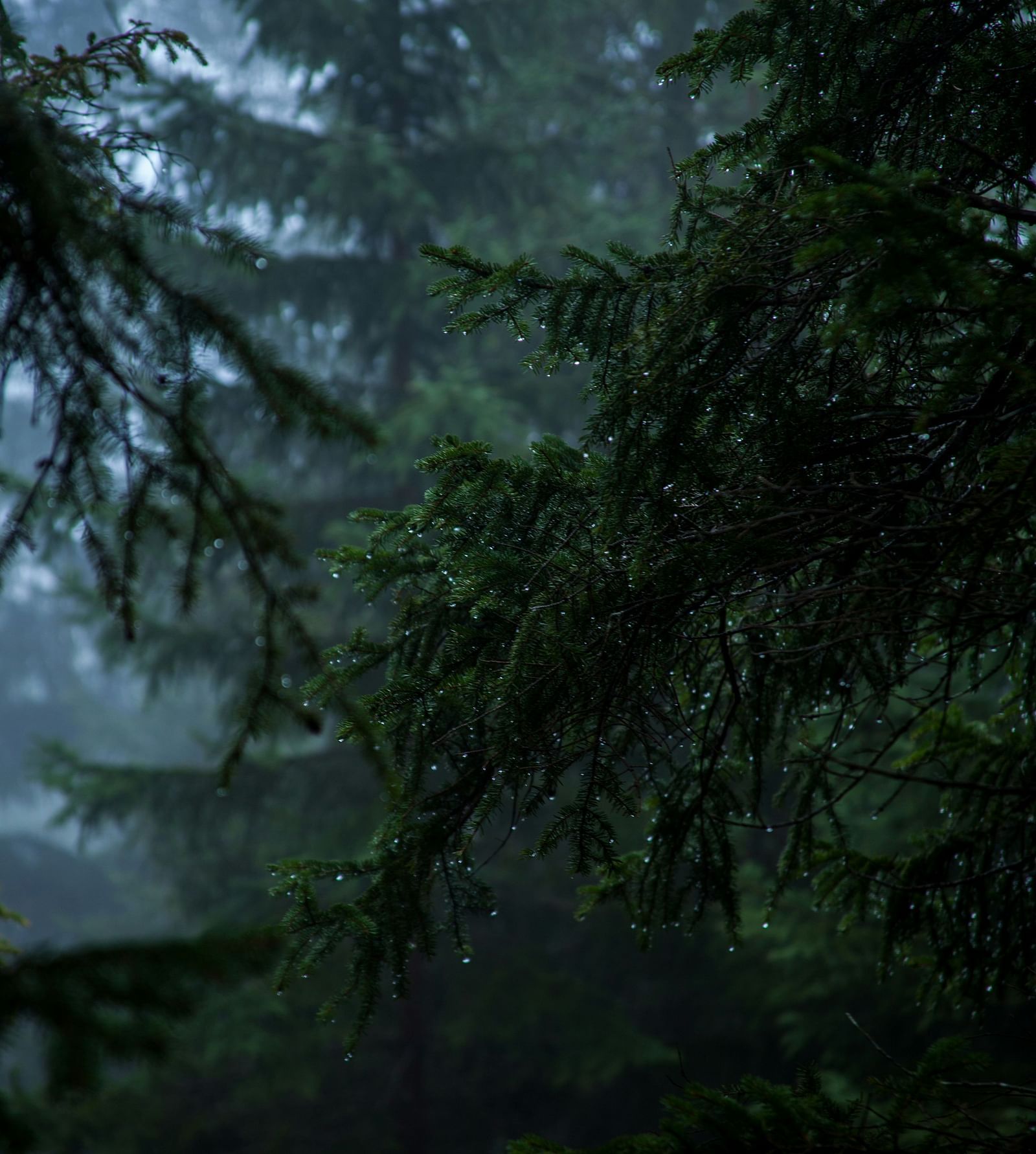 A view of the branches of trees while raining.