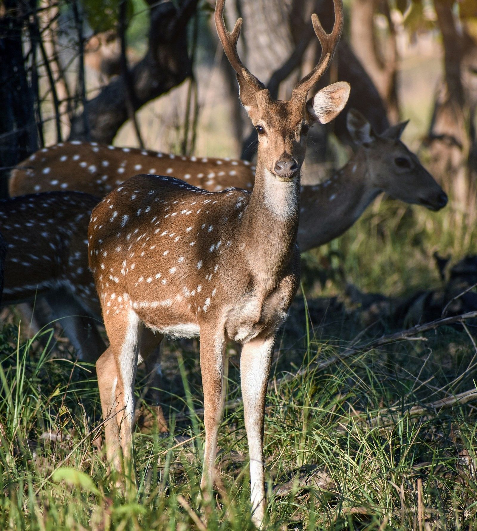 Tadoba National Park and Andhari Tiger Reserve