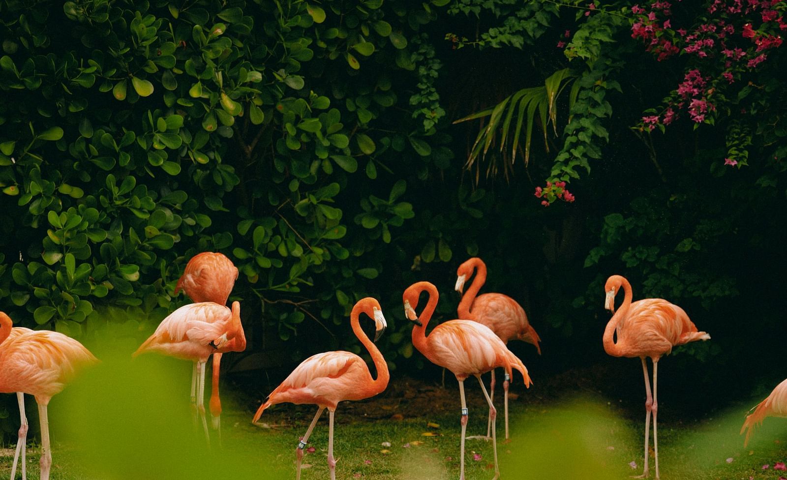 A group of flamingos standing in a lush green area with blurred foliage in the foreground