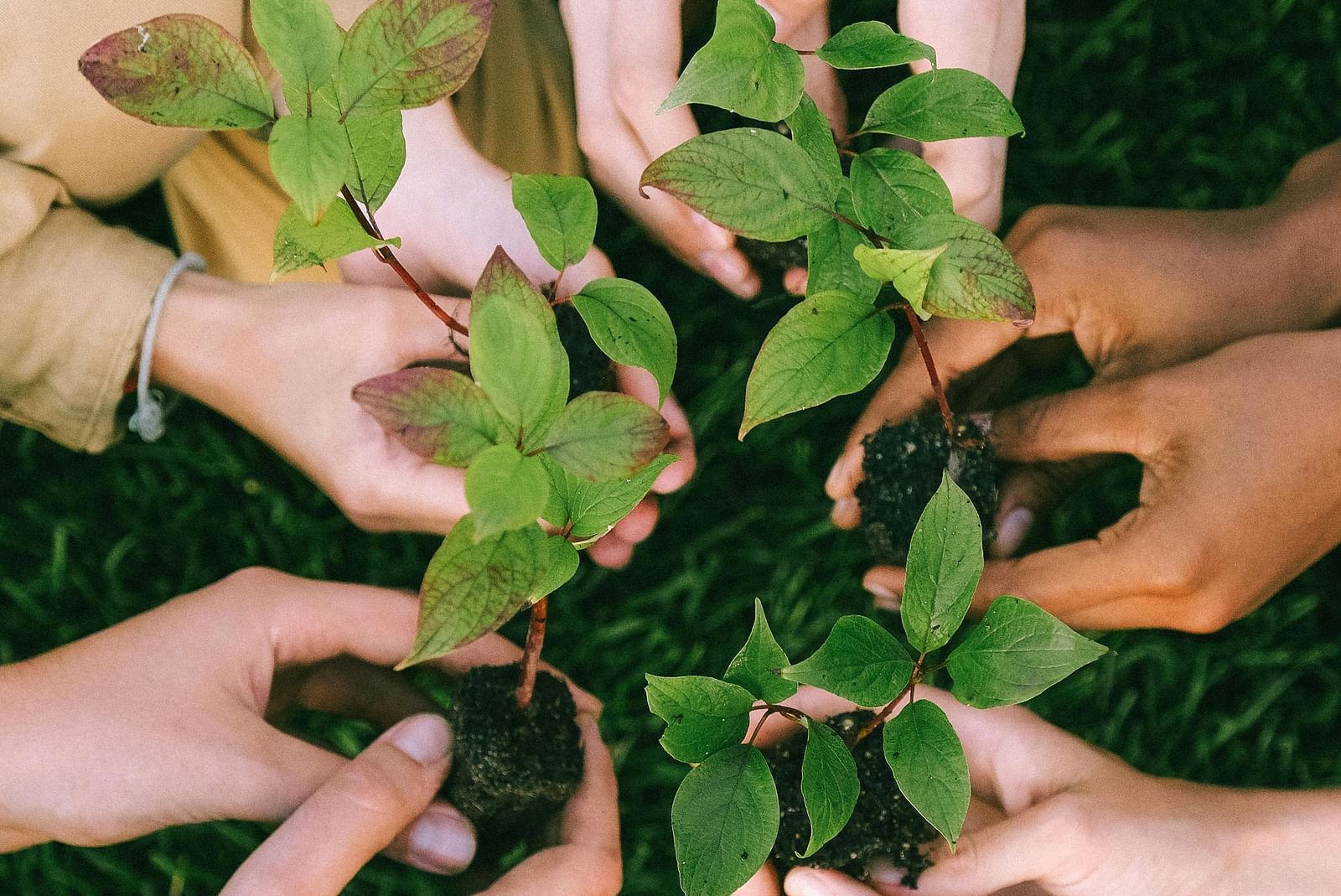 image a few people holding tree saplings from the branch 