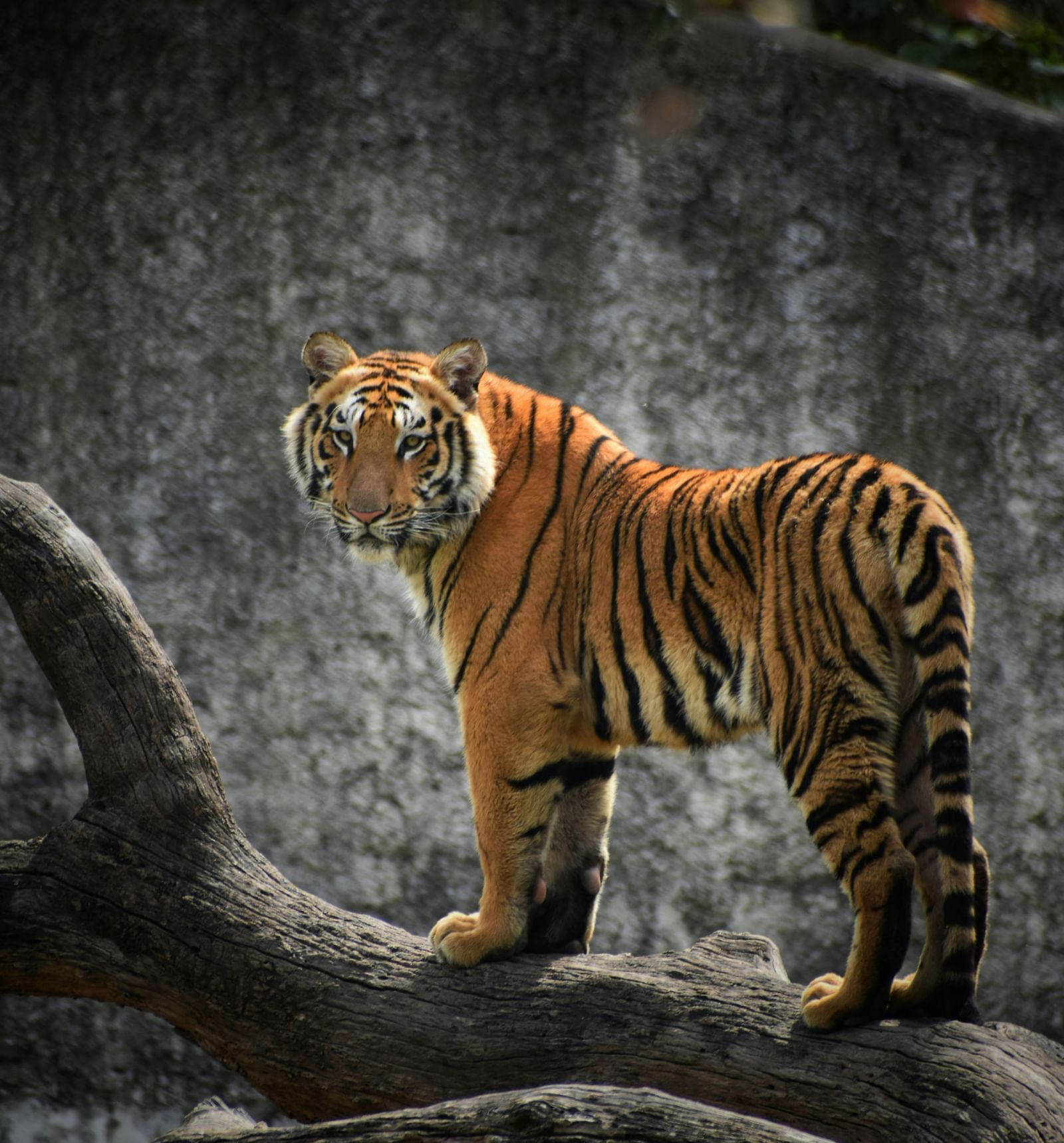 rishabh-pandoh--iZV3CqT7LM-unsplash