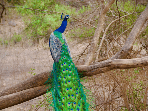 A peacock sitting on the branch of a fallen tree at Sariska Tiger Reserve, housing Pandupol Hanuman Temple as well
