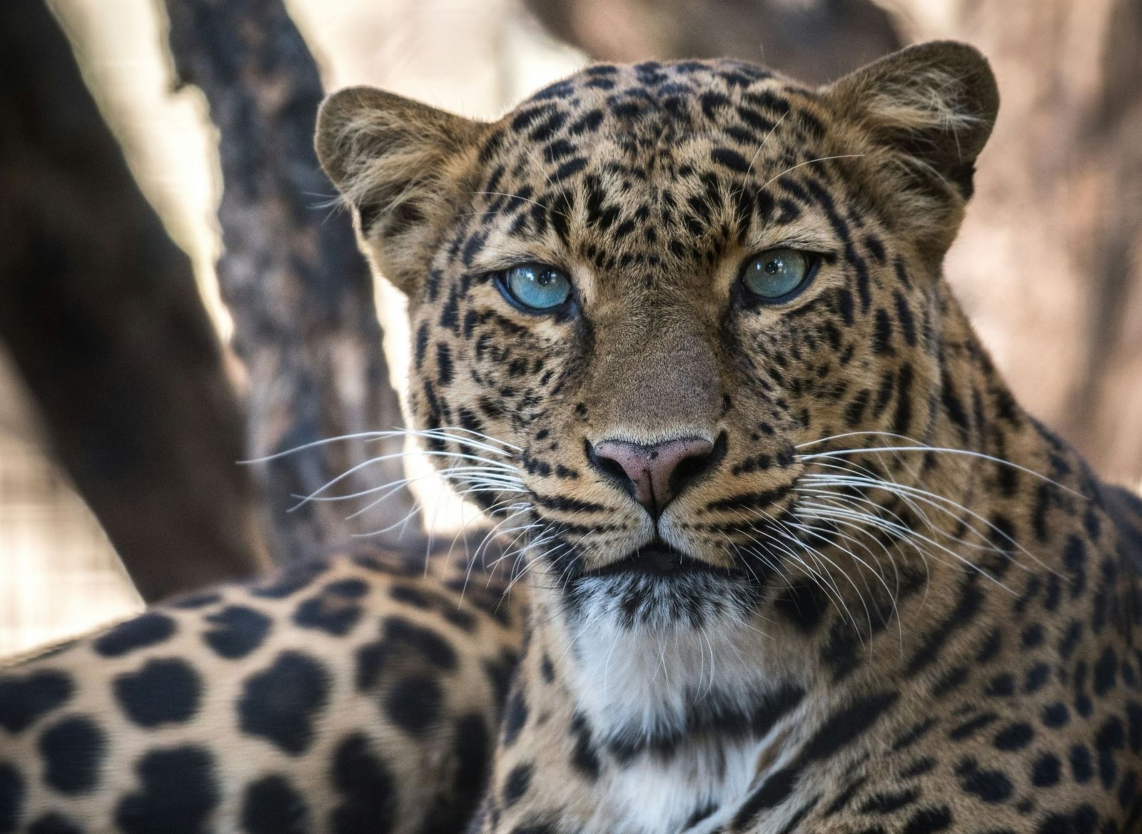 A leopard with blue eyes rests on a tree branch, looking directly at the viewer.