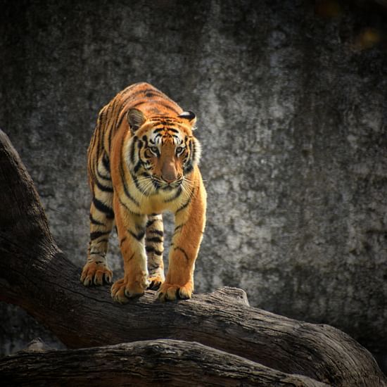 A tiger standing on a log