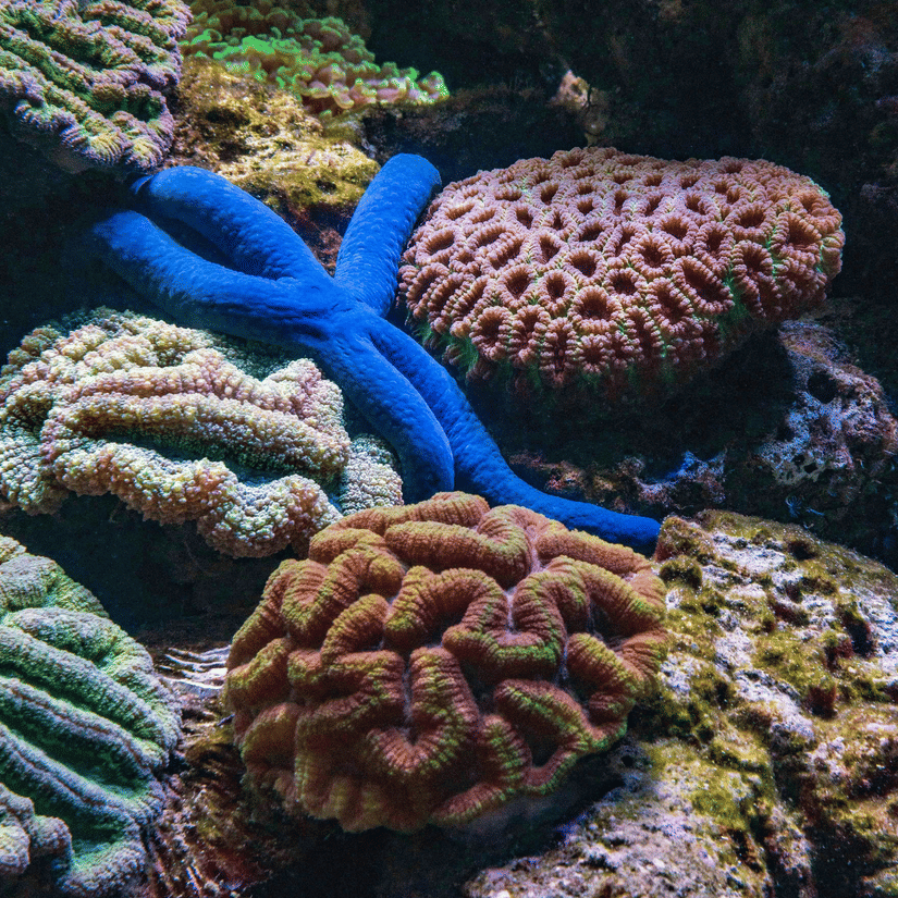 A close up of numerous types of corals with unique textures, shapes, and colours at Narara Marine Sanctuary.